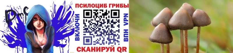 Псилоцибиновые грибы Psilocybe  сколько стоит  Чегем 